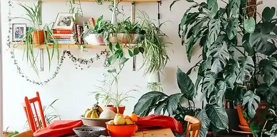 5 dicas para uma casa mais ecológica