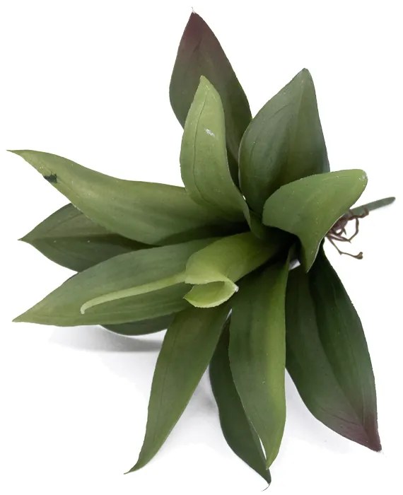 Folha Artificial Agave com Raiz X13 para Arranjos Verde 25 cm F04 - D'Rossi
