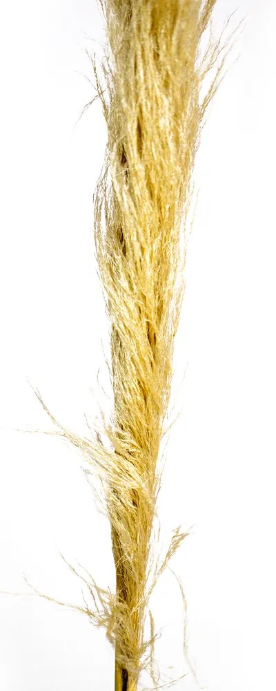 Pluma Capim dos Pampas Seco Artificial 140 cm Natural - D'Rossi