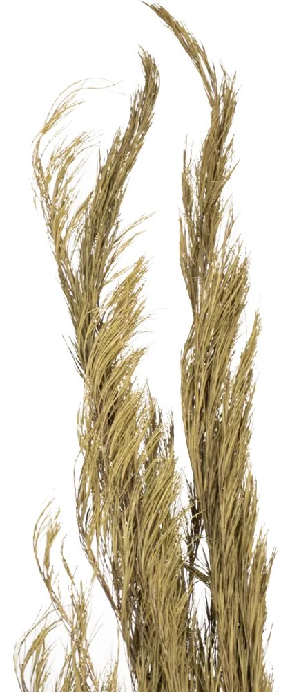 Folhagem Pinheiro em Plumas Desidratado com 3 Hastes Plaha Natural 181 cm F04 - D'Rossi