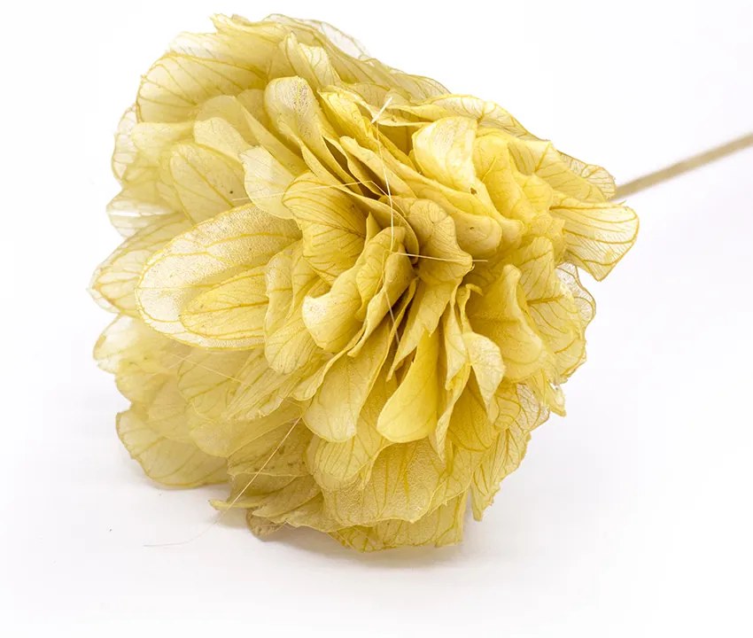 Rosa Artificial Bege 10x55 cm - D'Rossi