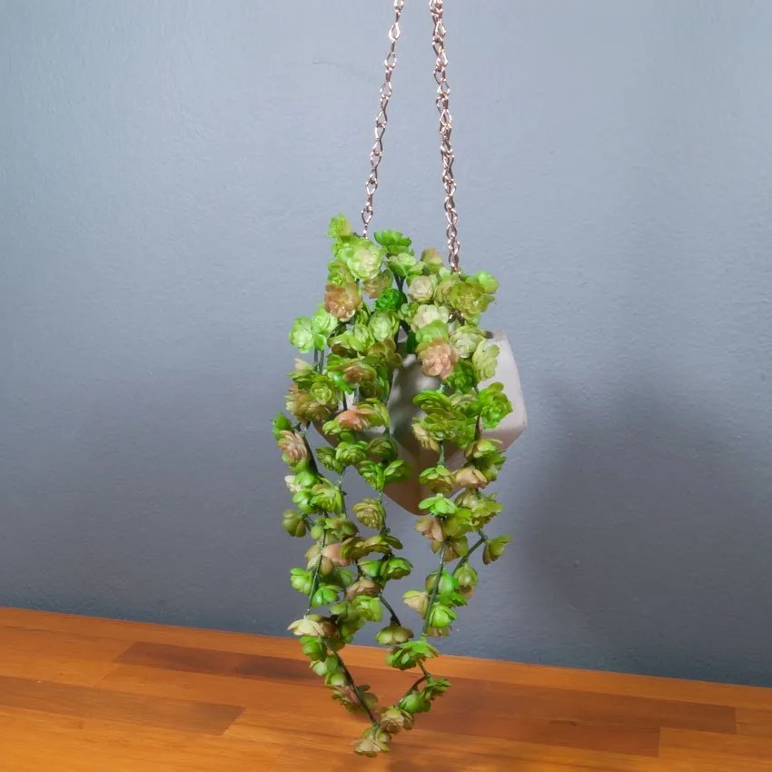 Suculenta pendente Sedum Oreganum