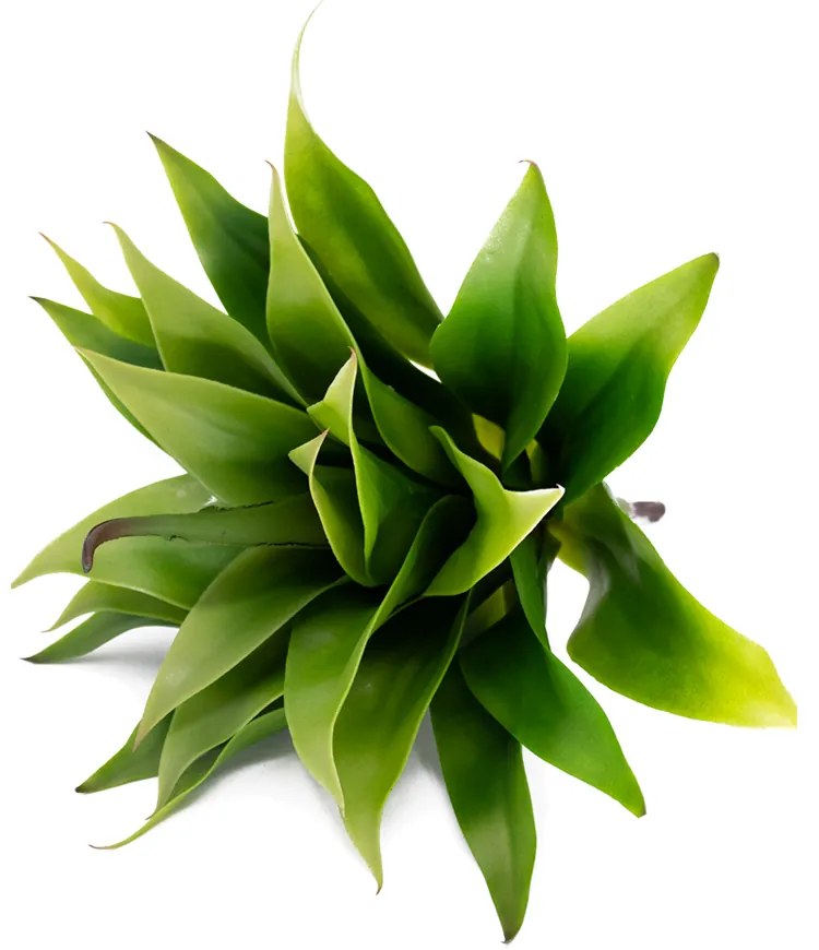 Folha Artificial Agave com Raiz X24 para Arranjos Verde 60 cm F04 - D'Rossi