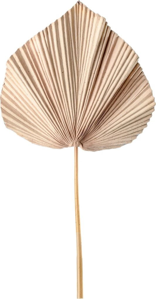 Haste de Palmeira Latania Palha