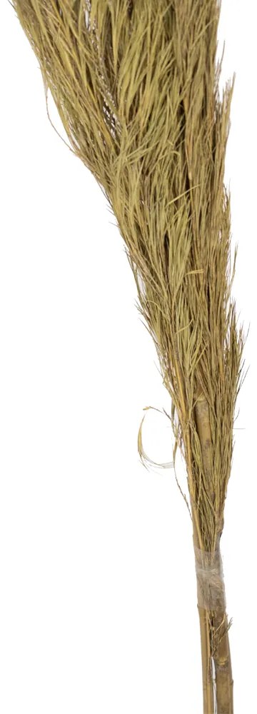 Folhagem Pinheiro em Plumas Desidratado com 3 Hastes Plaha Natural 181 cm F04 - D'Rossi