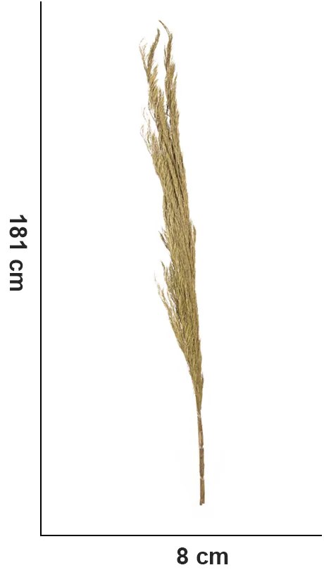 Folhagem Pinheiro em Plumas Desidratado com 3 Hastes Plaha Natural 181 cm F04 - D'Rossi