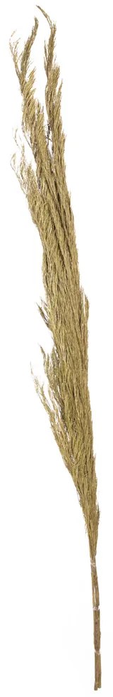 Folhagem Pinheiro Em Plumas Desidratado Com 3 Hastes Plaha Natural 181 Cm - D'Rossi