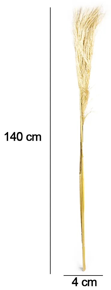 Pluma Capim dos Pampas Seco Artificial 140 cm Natural - D'Rossi