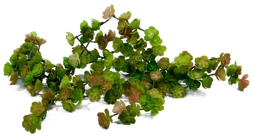Suculenta pendente Sedum Oreganum
