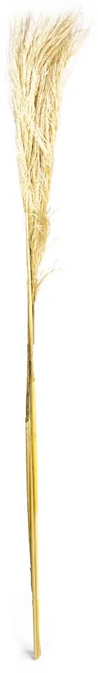 Pluma Capim dos Pampas Seco Artificial 140 cm Natural - D'Rossi