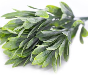 Folhagem Podocarpus com Powder X5  para Cerca Viva Verde 29 cm F04 - D'Rossi