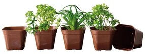 Kit Vasos Quadrados Suculentas Marrom 5 Peças