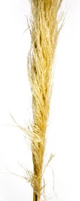 Pluma Capim dos Pampas Seco Artificial 140 cm Natural - D'Rossi