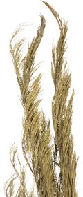 Folhagem Pinheiro em Plumas Desidratado com 3 Hastes Plaha Natural 181 cm F04 - D'Rossi