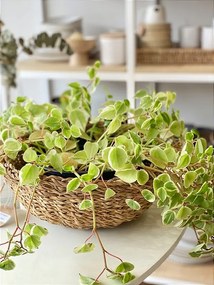 Cesto Organic Seagrass M