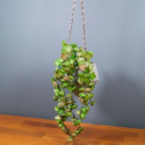 Suculenta pendente Sedum Oreganum