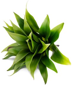 Folha Artificial Agave com Raiz X24 para Arranjos Verde 60 cm F04 - D'Rossi
