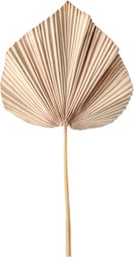 Haste de Palmeira Latania Palha