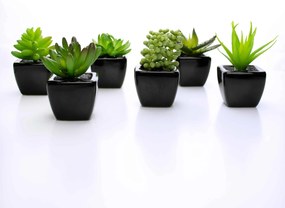 Suculenta Artificial Sortida Vaso Preto Kit Com 6 Unidades 6x6 cm F04 - D'Rossi
