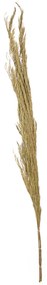 Folhagem Pinheiro em Plumas Desidratado com 3 Hastes Plaha Natural 181 cm F04 - D'Rossi