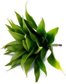 Folha Artificial Agave com Raiz X24 para Arranjos Verde 60 cm F04 - D'Rossi