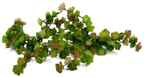 Suculenta pendente Sedum Oreganum