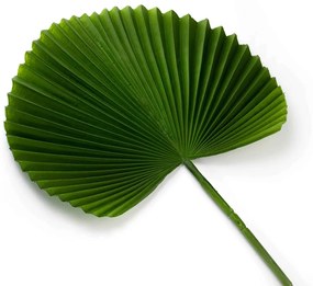 Folha Artificial Latânia Leque Realista Verde Escuro 83 Cm - D'Rossi
