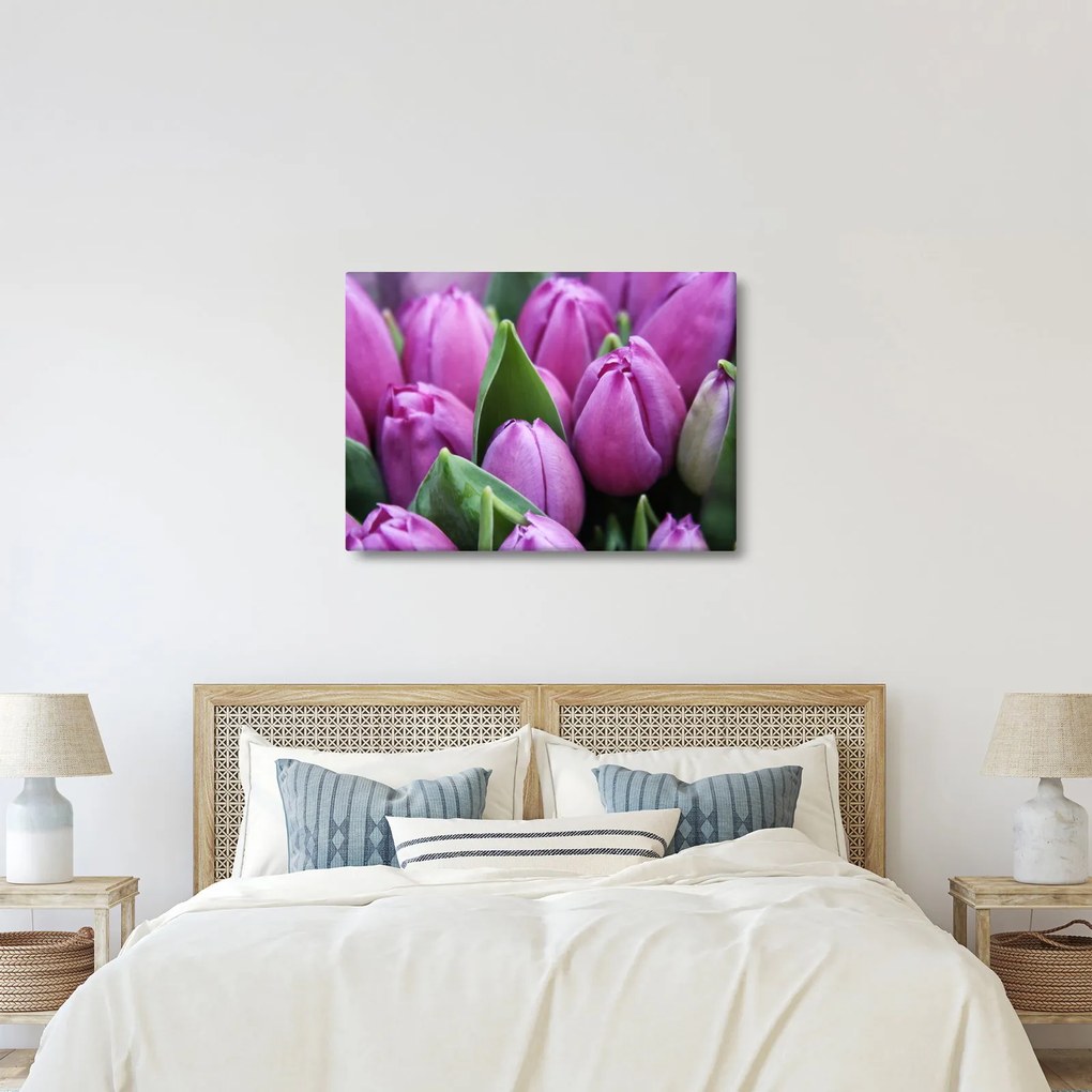 Obraz - kwiaty tulipanów (70x50 cm)