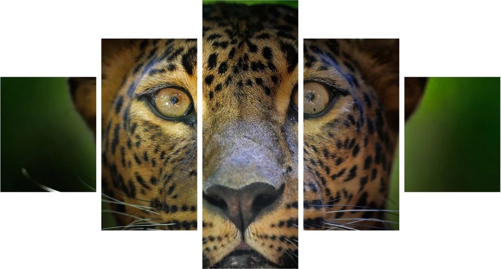 Obraz - Portret lamparta, Sri Lanka (125x70 cm)