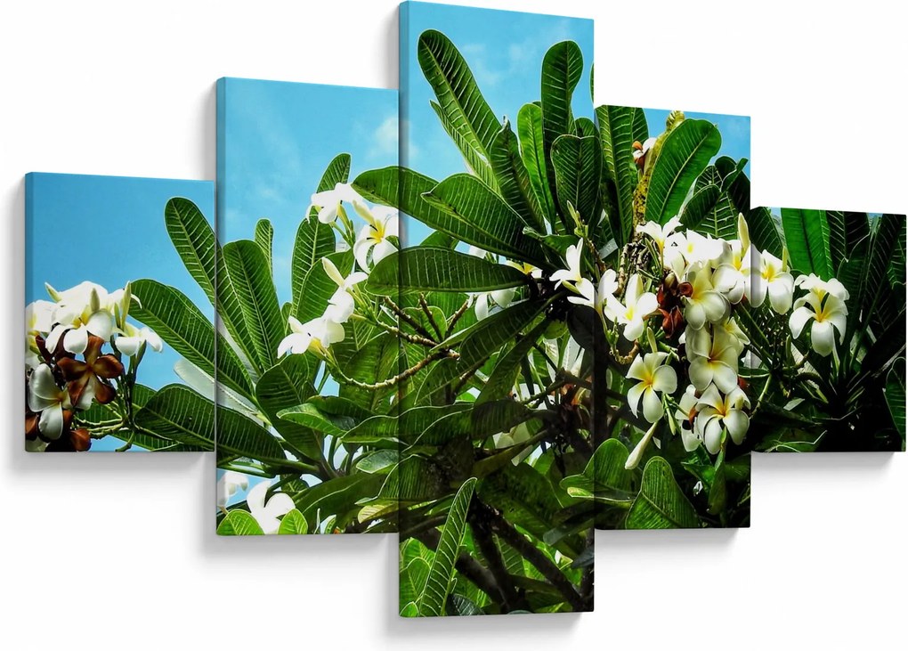 Obraz - Plumeria (125x70 cm)