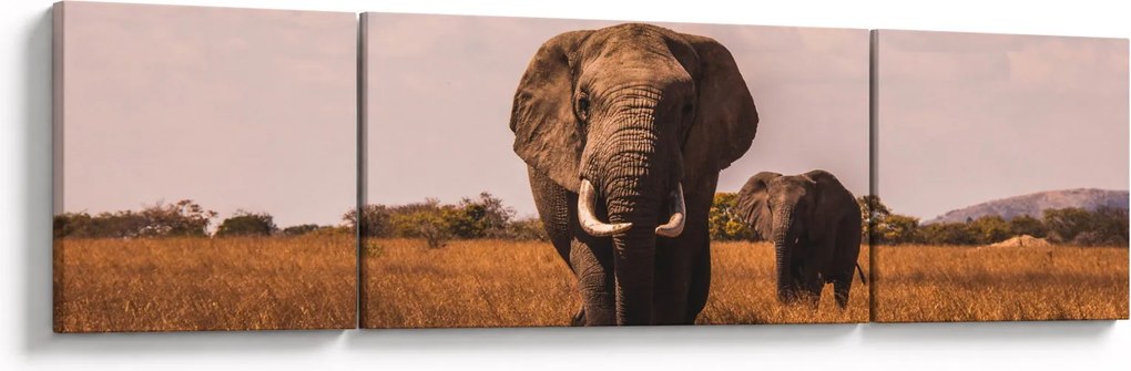 Obraz - Przybycie słonia (170x50 cm)