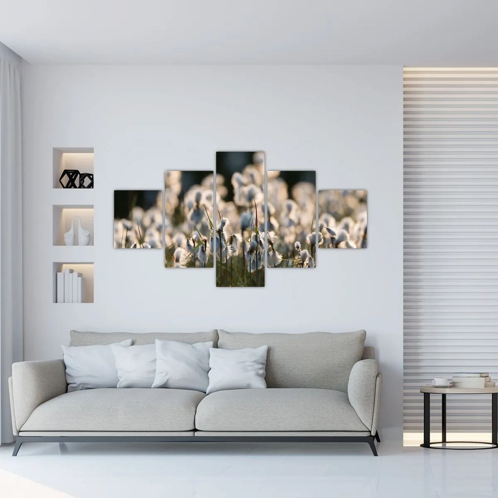 Obraz - Biała wełnianka (125x70 cm)