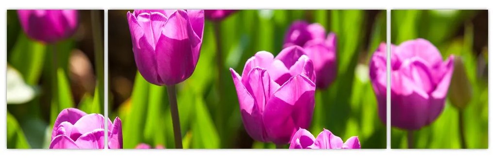 Obraz tulipanów na łące (170x50 cm)