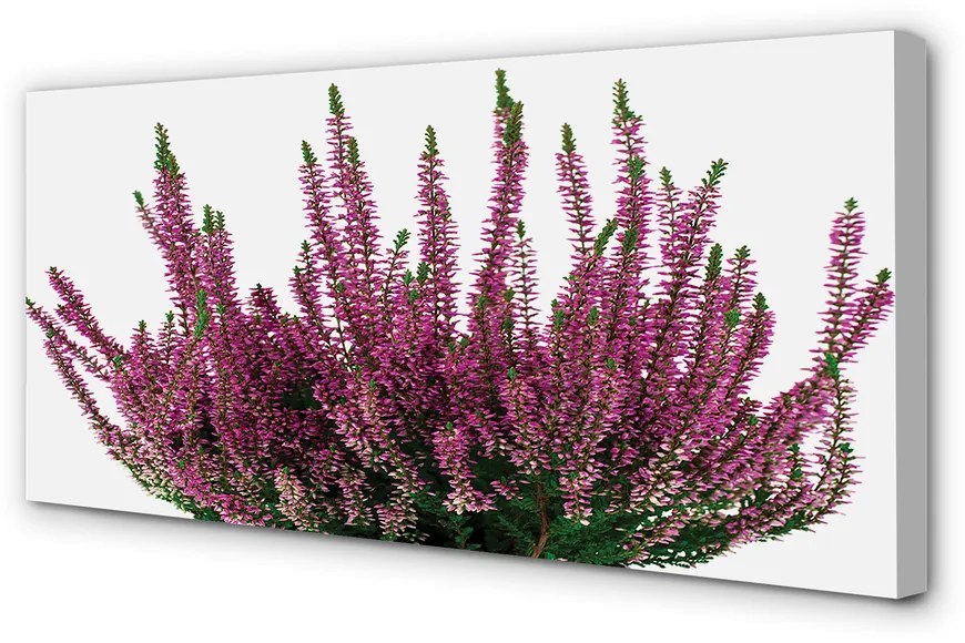 Duży obraz na płótnie Wrzosy