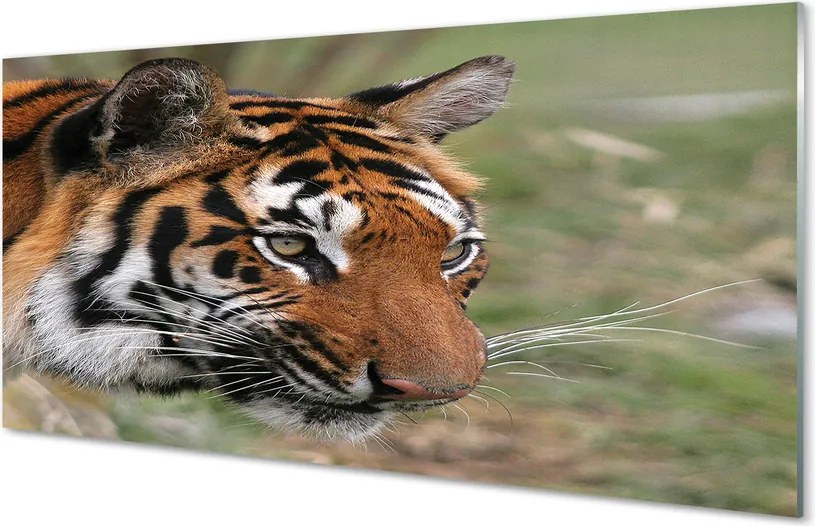 Panel szklany do Kuchni Władca Dżungli w Gęstwinie