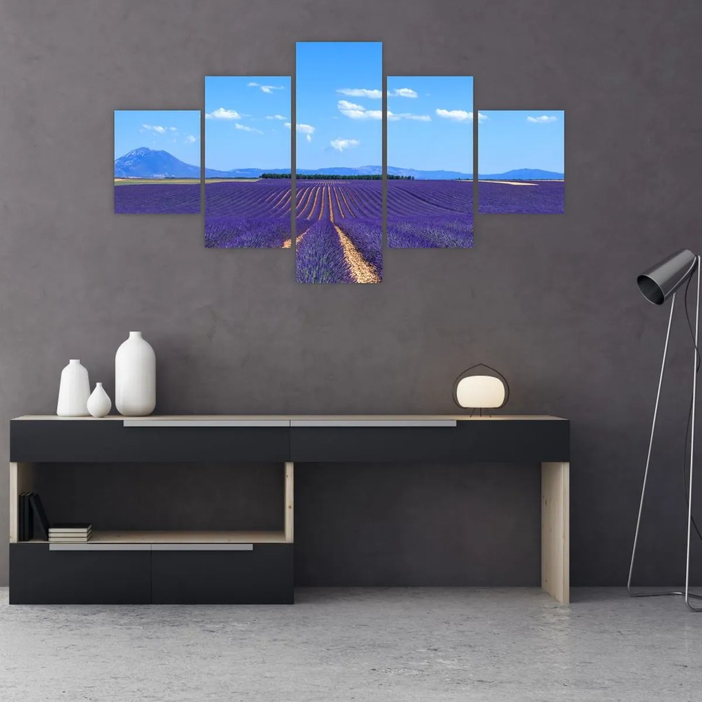 Obraz - Pole lawendy (125x70 cm)
