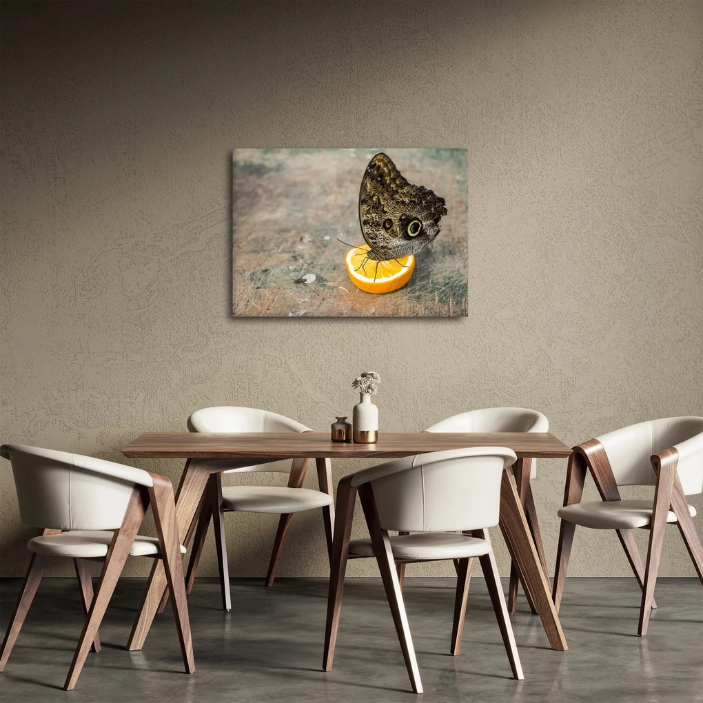 Obraz motyla (70x50 cm)