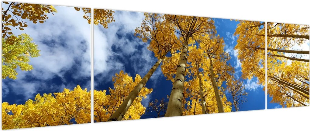 Obraz - Aspen (170x50 cm)