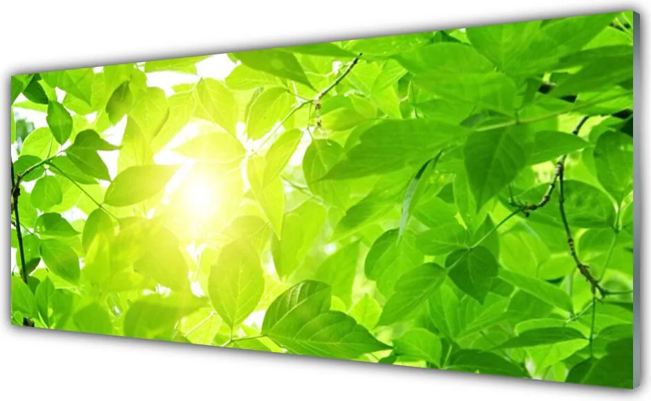 Szkło do Kuchni na Ścianę Słońce W Koronach Drzew
