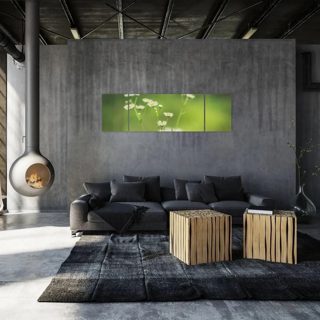 Obraz stokrotek (170x50 cm)