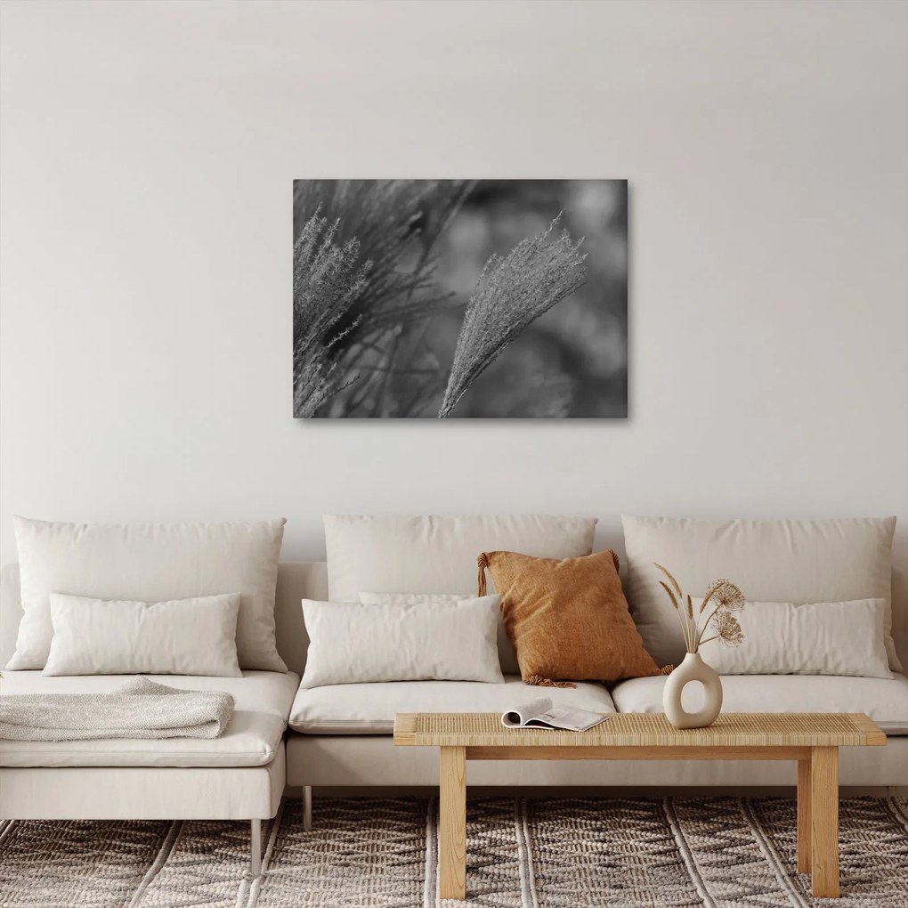 Obraz - Suszona trawa pampasowa (70x50 cm)