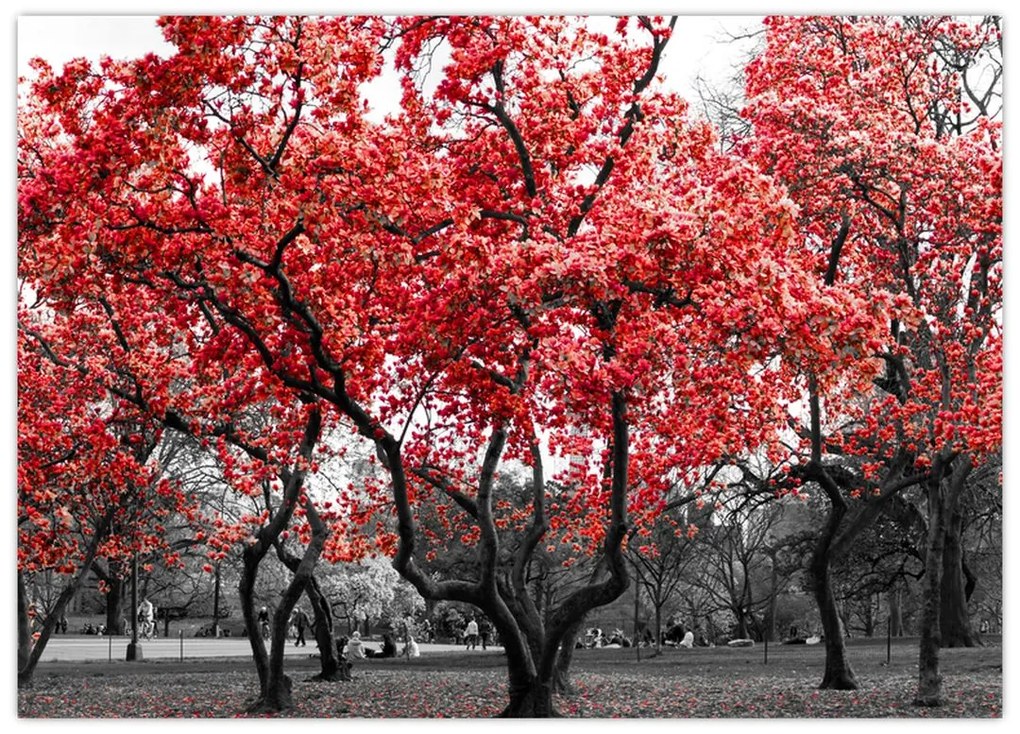 Obraz - Czerwone drzewa, Central Park, New York (70x50 cm)