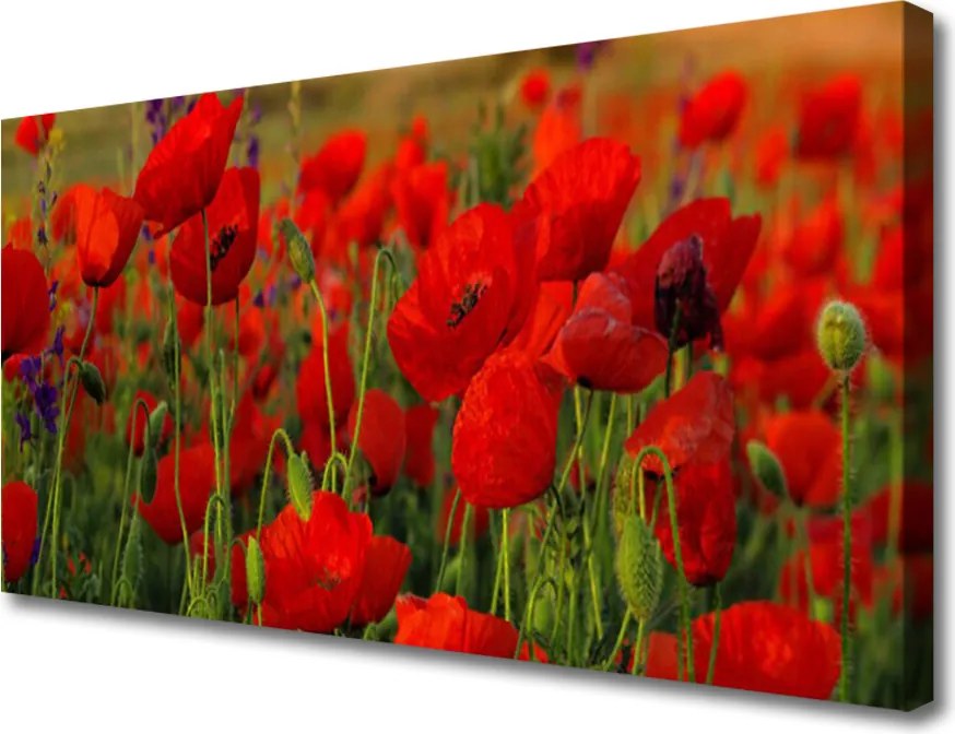 Fotoobraz na płótnie Maki w Letnim Słońcu