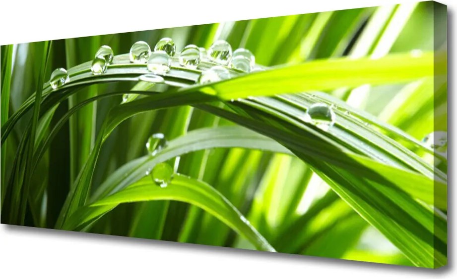 Obraz canvas Świeżość Poranka: Trawa i Rosa