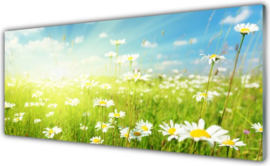 Panel Kuchenny Polana Pełna Stokrotek