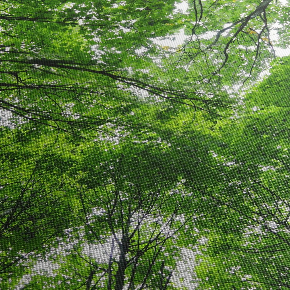 Obraz - Widok do korony drzewa (125x70 cm)