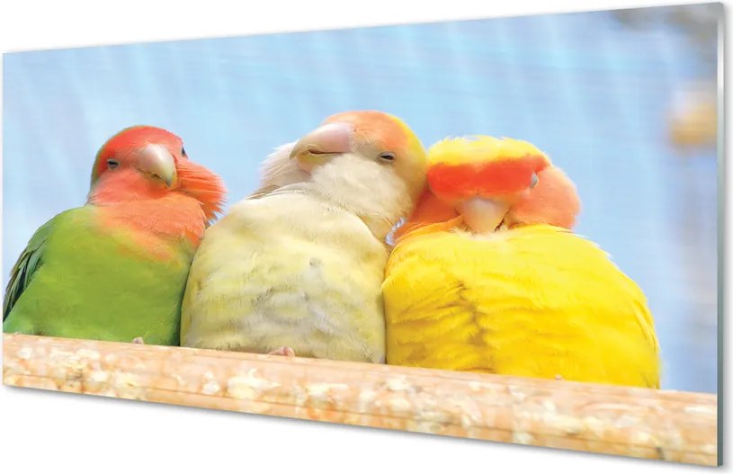 Panel Kuchenny Szklany Feeria Barw Tropikalnych Papug
