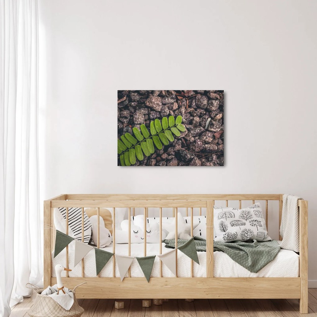 Obraz zielonej rośliny (70x50 cm)