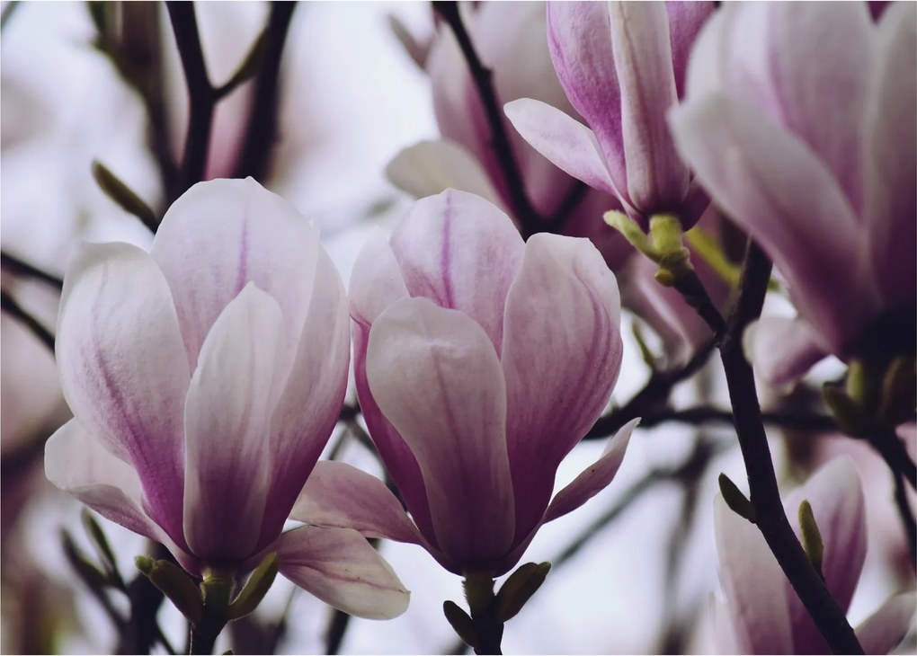 Obraz na szkle - Magnolia (70x50 cm)