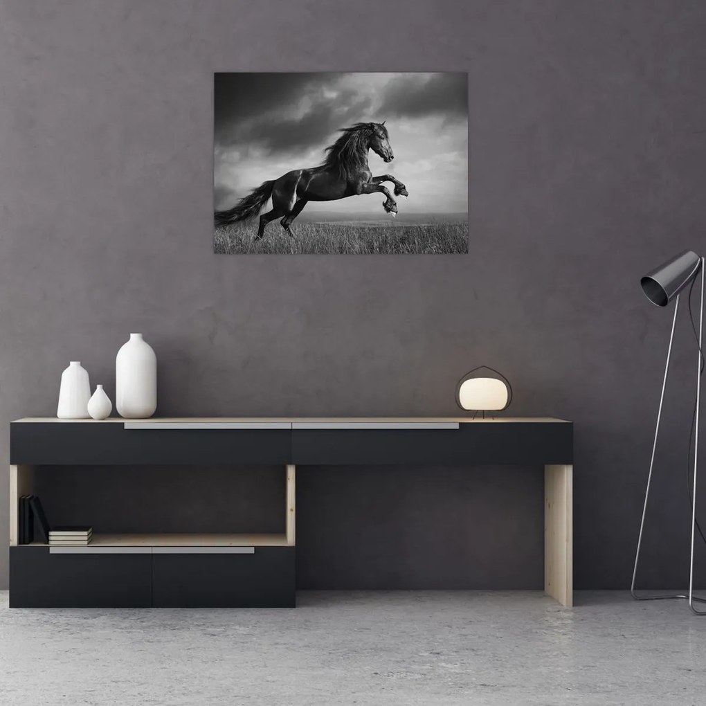 Obraz na szkle - Czarny i biały koń (70x50 cm)